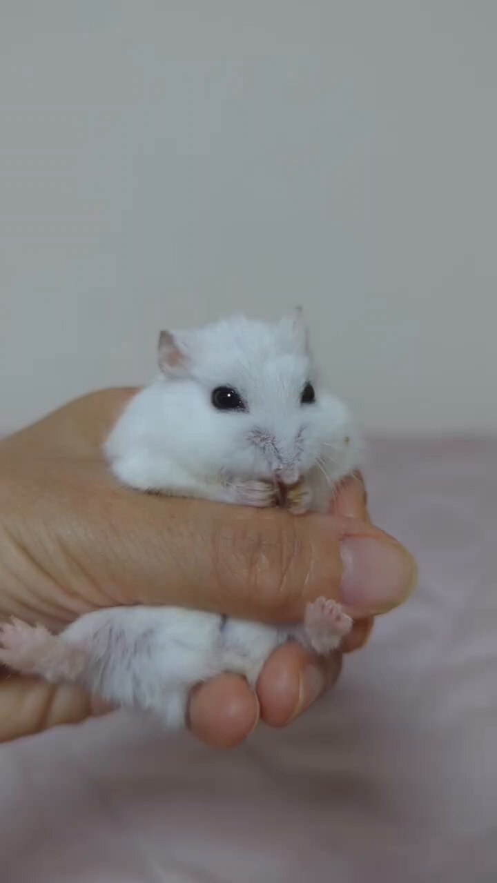 ゆきちゃん、専用ページ ハイジ × モンチッチ］ユキちゃん×ベビチッチ ハイジ アルプスの