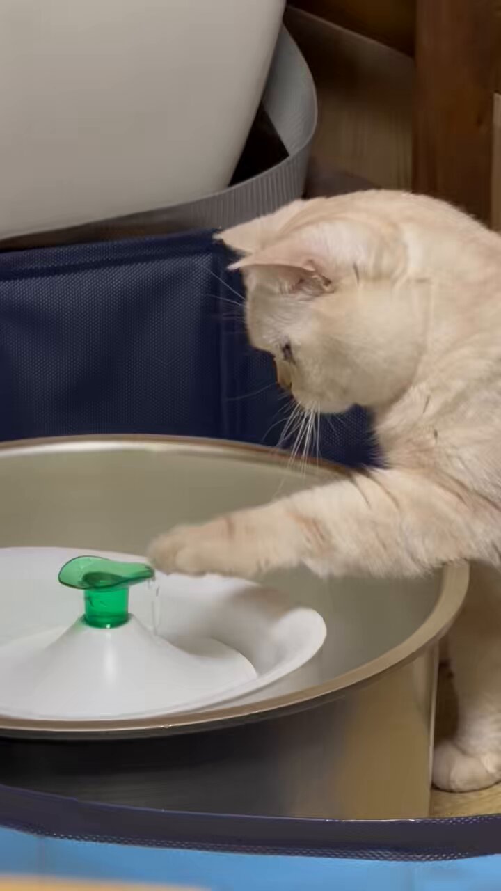 愛犬、愛猫大好き (*^^*) 猫大好き - Search / X