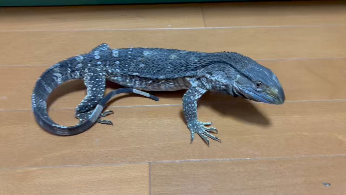 アフリカンロックモニター