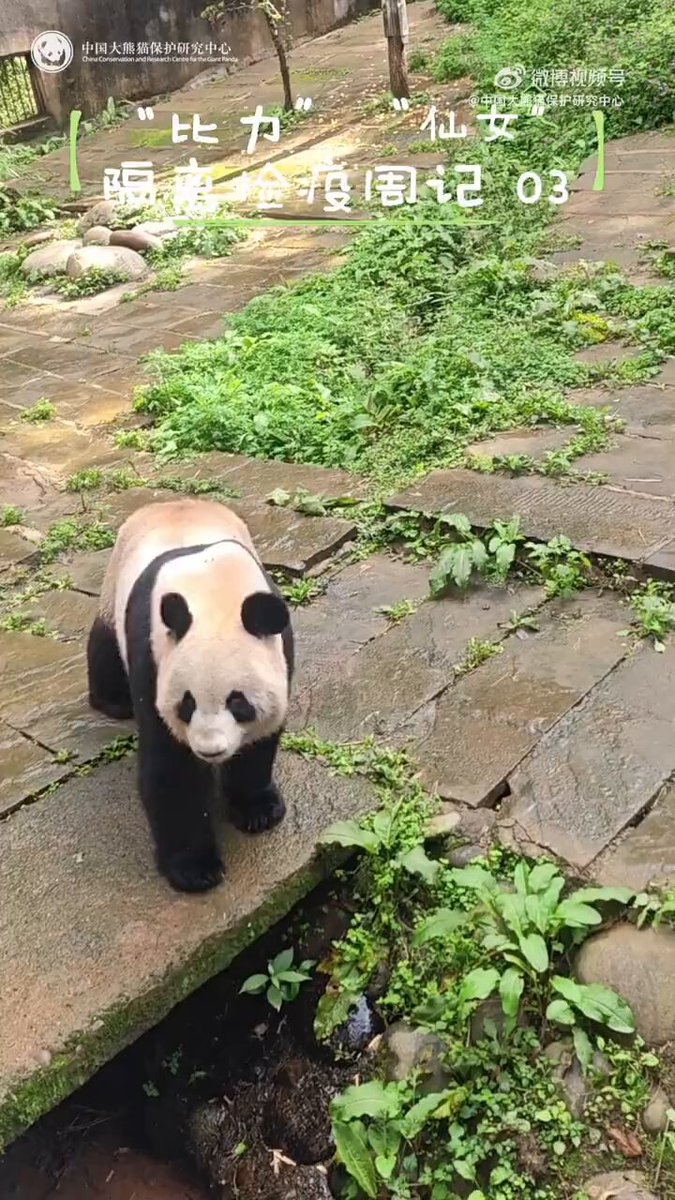 ૮ . ̫ . ა ⸝꙳ (@zhengzaitiaohe) / Posts / X