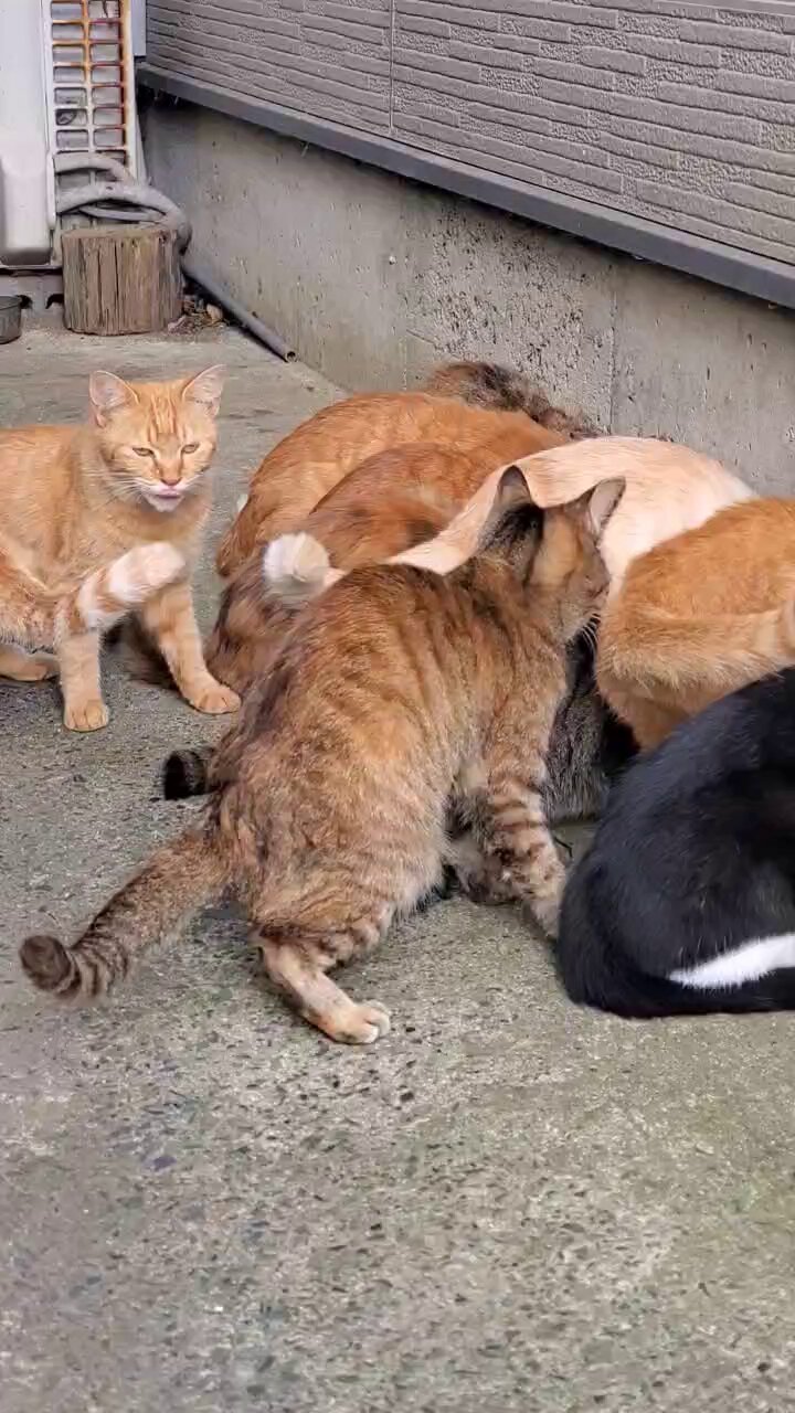 ひろこねえちゃん　おらんだ船 ひろこねえちゃん おらんだ船 ひろこねえちゃん様専用 おらんだ船