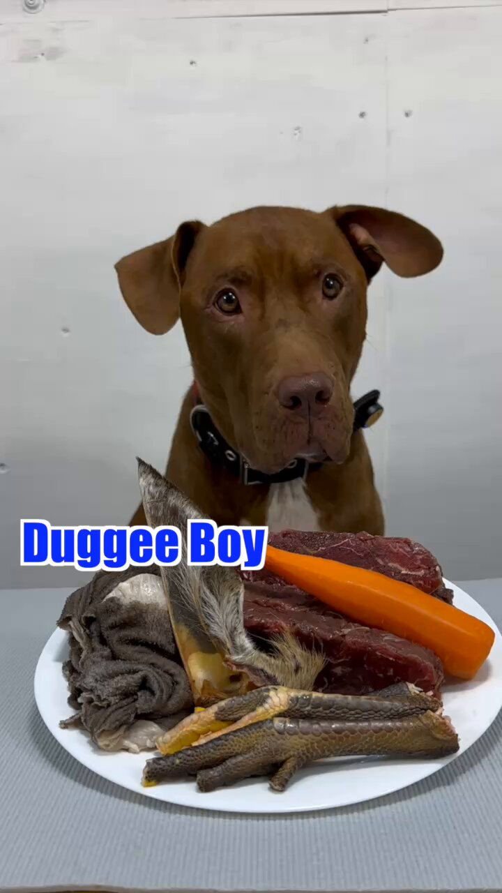 Bounce The Pitbull (@Mr_Bounce2015) / X