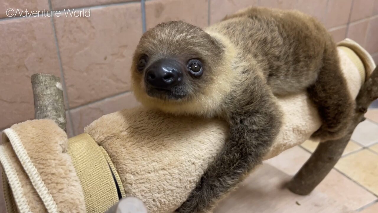 アドベンチャーワールド 公式 on X: 