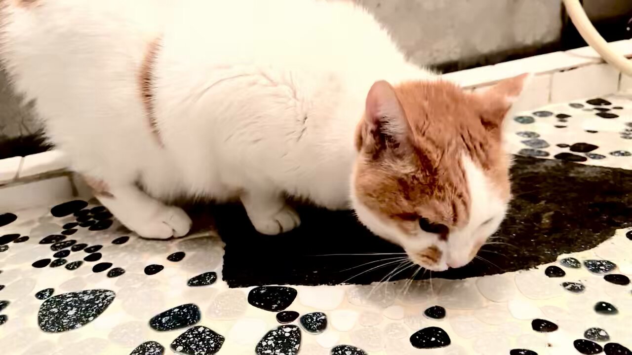 ビーちゃんページ Amazon.co.jp: タカラトミー(TAKARA TOMY) リカちゃん LF-11 みんなで