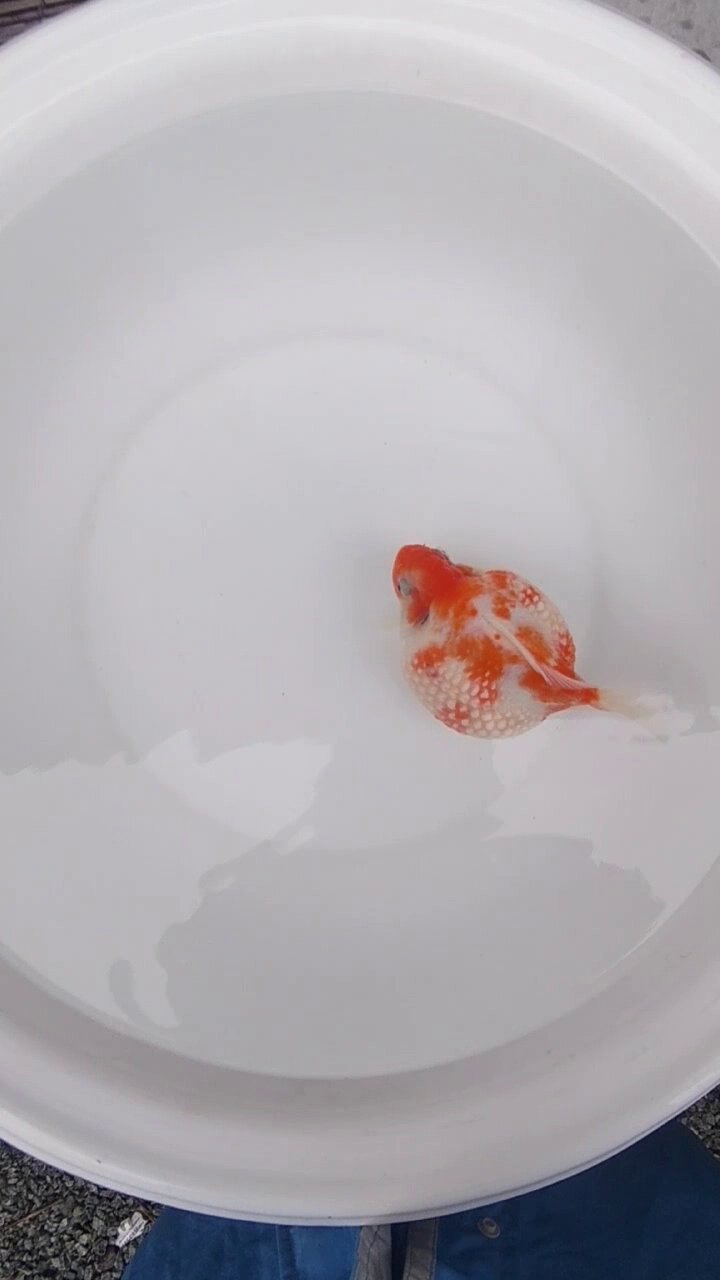 らんちゅう他 中国産 トリカラーらんちゅう 10cm #goldfish #kingyo #金魚