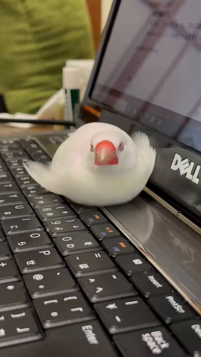 ☆ささのはページ☆ ささぶち (@1o1_ss) / X