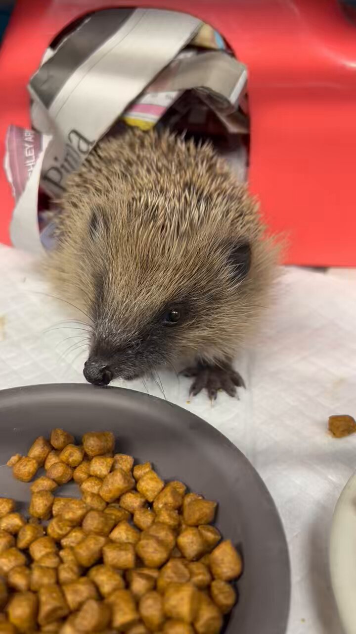 Hedgehog cat biscuits hot sale