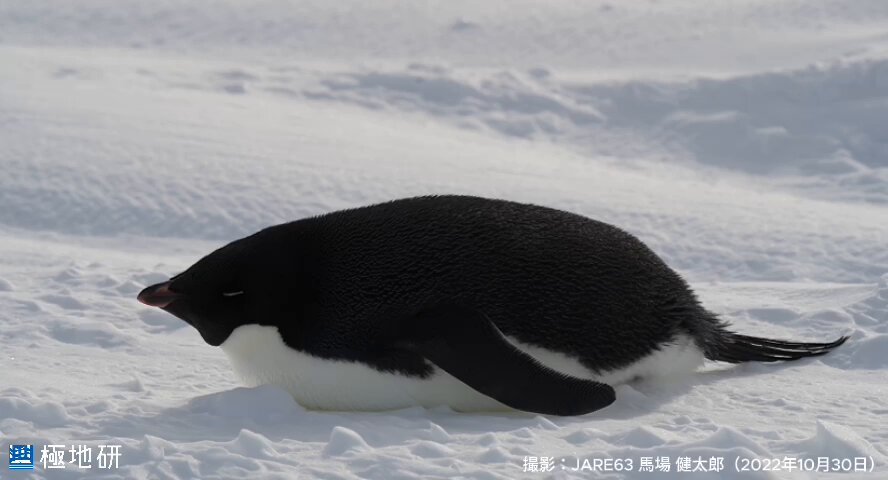 ペンギンさん 0497608316563_1.jpg