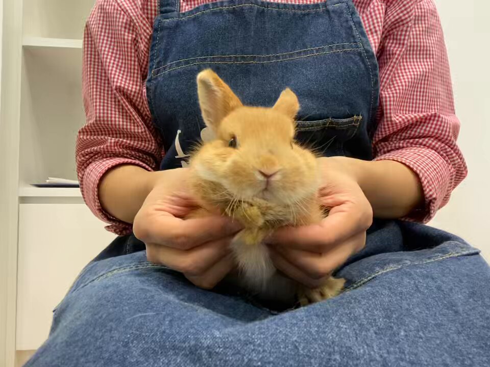 うさぎのしっぽオリナス錦糸町店 on X: 