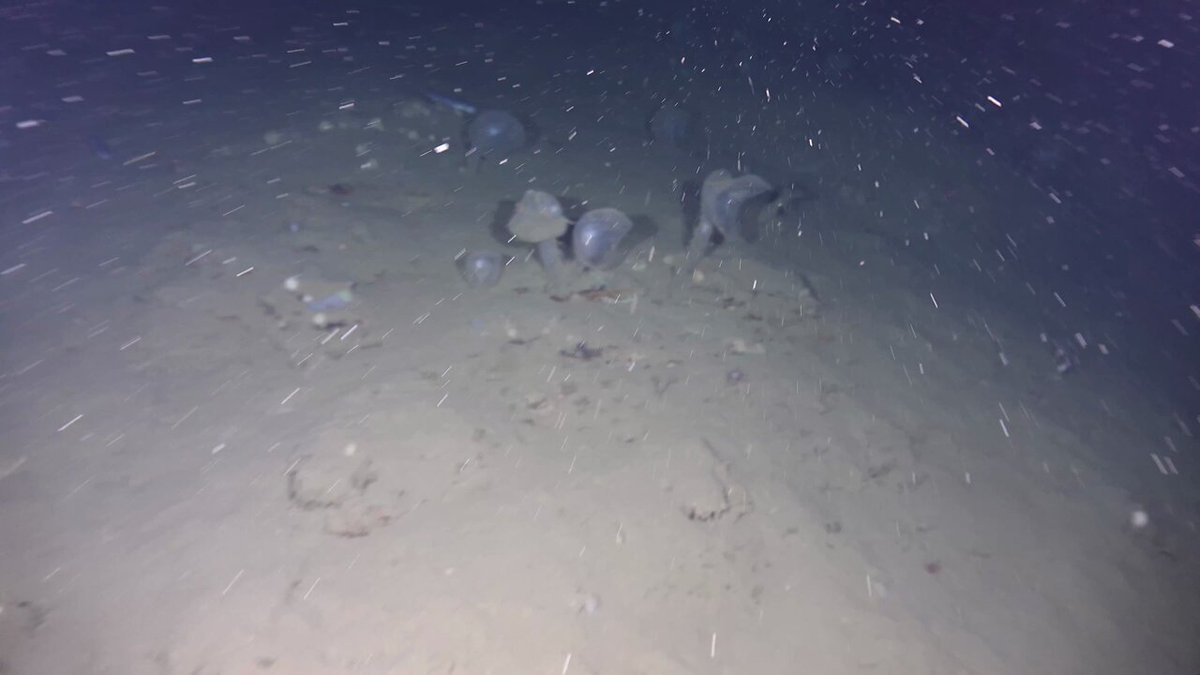 To X/Twitter (Megalodicopia hians - Toyama Bay | Depth:750m)