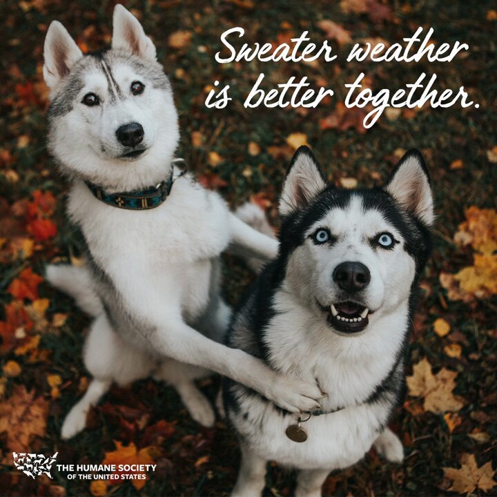 Humane society dog sweater 2025