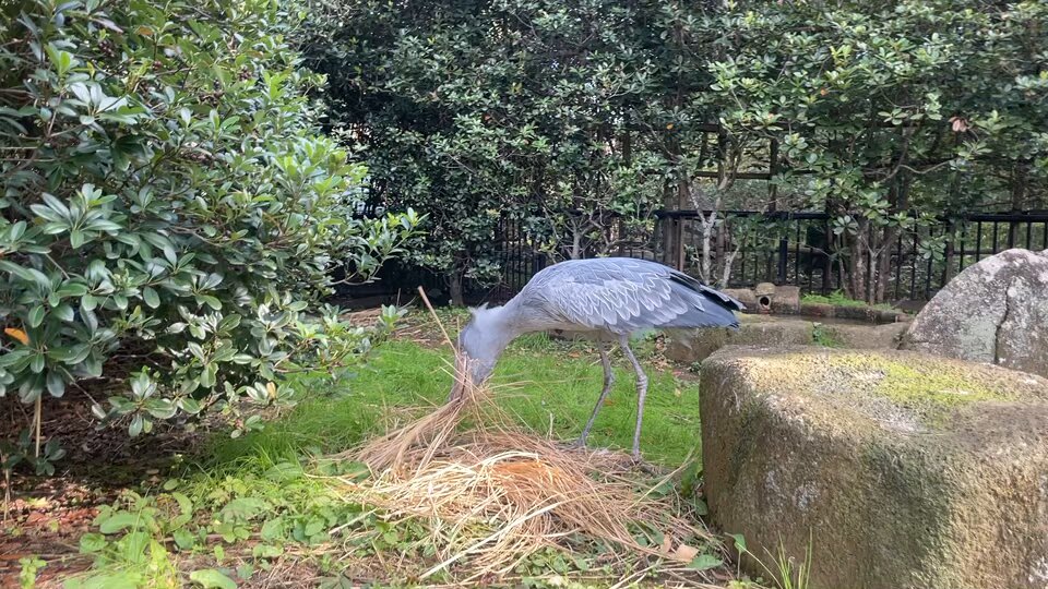 千葉市動物公園【公式】 on X: 
