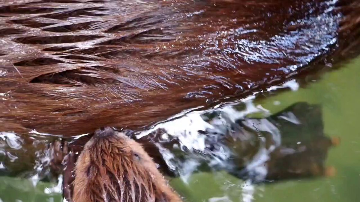 Kyohei🦫 (@Beaver2501) / Posts / X