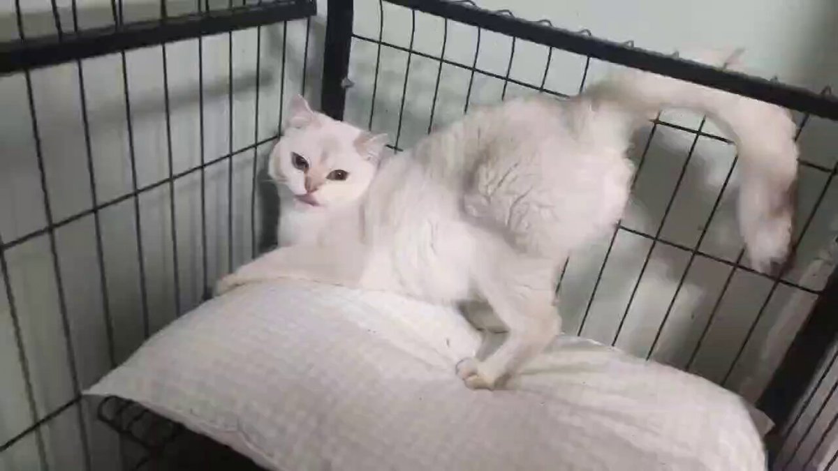 媒体预览