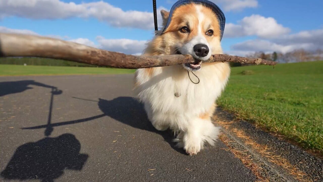 コーギー犬もこすけ on X: 
