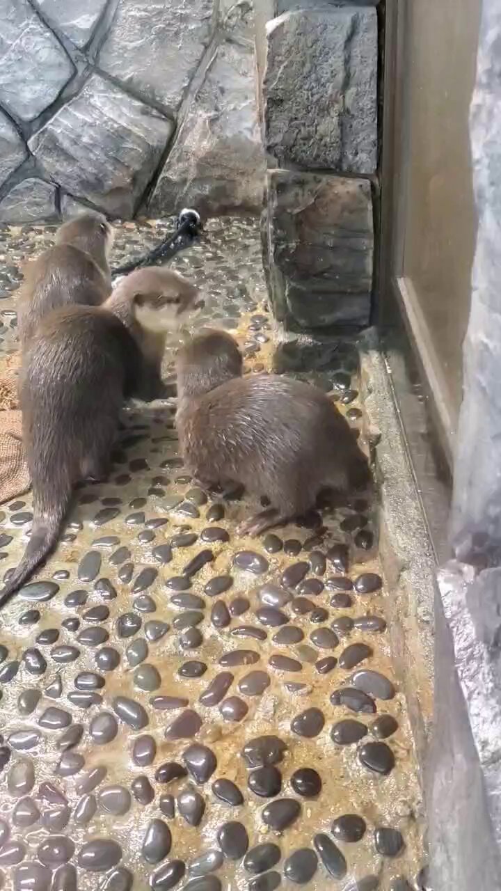 チャチャページです♥️ Sexy Zone
