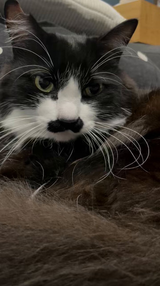 Amazon.co.jp: PAWZ Road 猫 トンネル キャットトンネル
