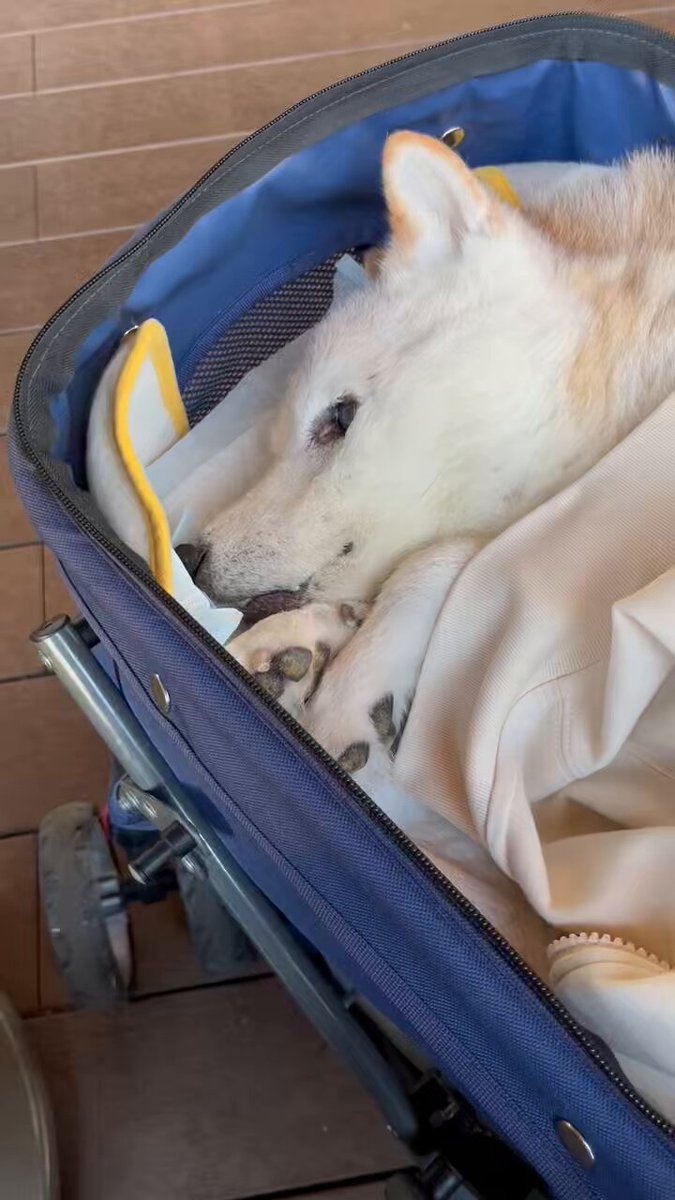 さちを (@higumayamacutie) / Posts / X