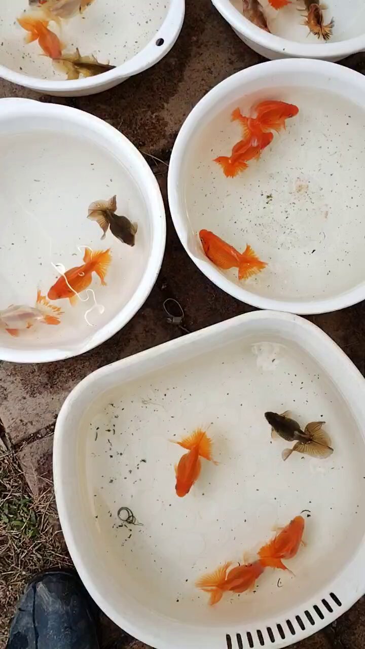 土佐錦の美 土佐錦魚(トサキン)の美 | 田中 國衛 |本 | 通販 | Amazon