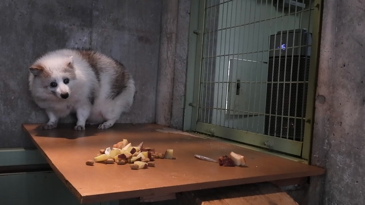 たぬきドッグ on X: 