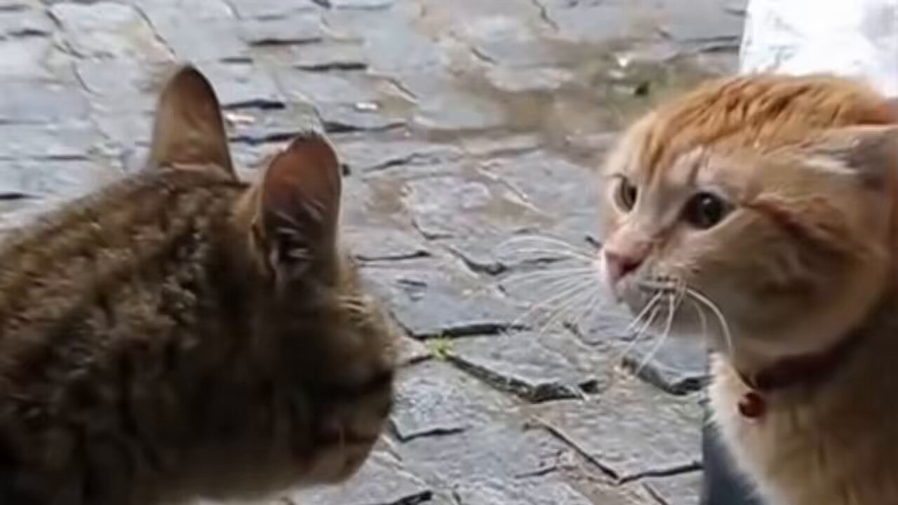 茶太郎おじさん 本物の茶太郎おじさんです🐈 #にゃんこ最強道 #野良猫 #猫 #cat