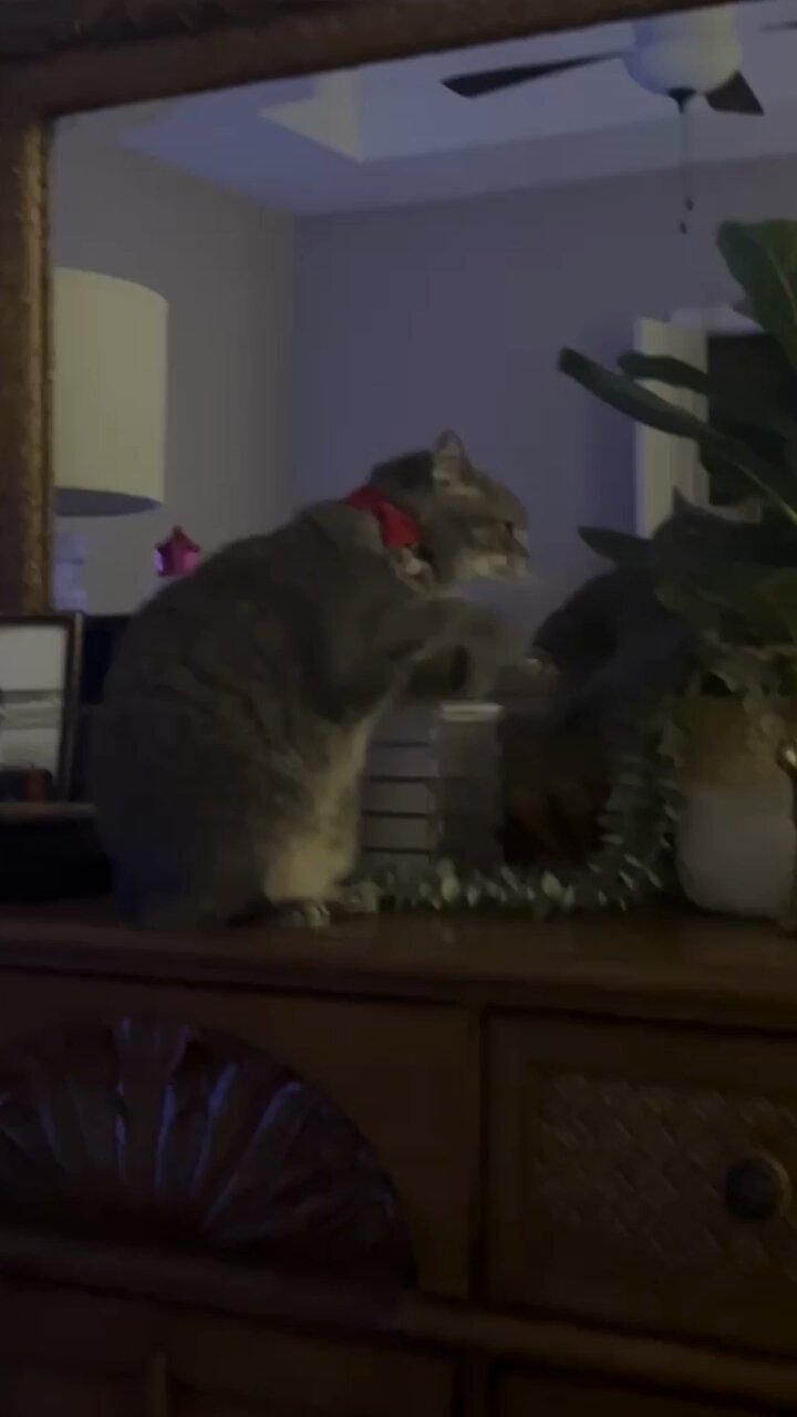 PetCollectiveTV s video Tweet