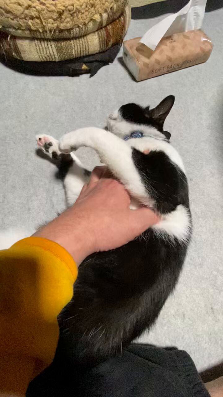 愛犬、愛猫大好き (*^^*) 愛犬・愛猫の成長記録 vol.392