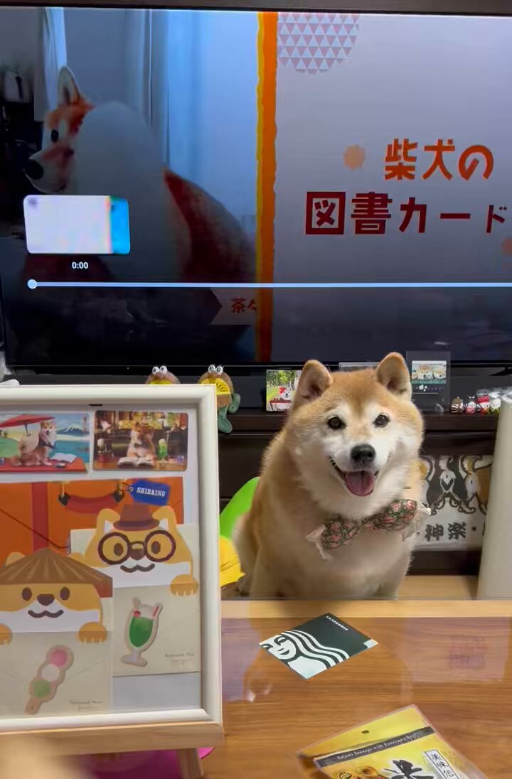 shiba 柴犬ハナ (@87shiba87) / X