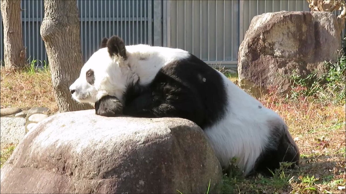 たんたんさん。ご確認お願いします♡ 神戸市立王子動物園（公式） on X: 