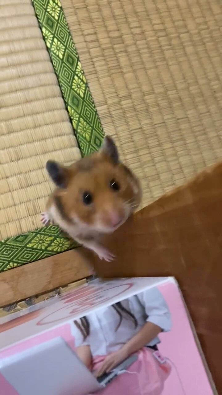 @hamuhamustar924's video Tweet @hamuhamustar924's video Tweet