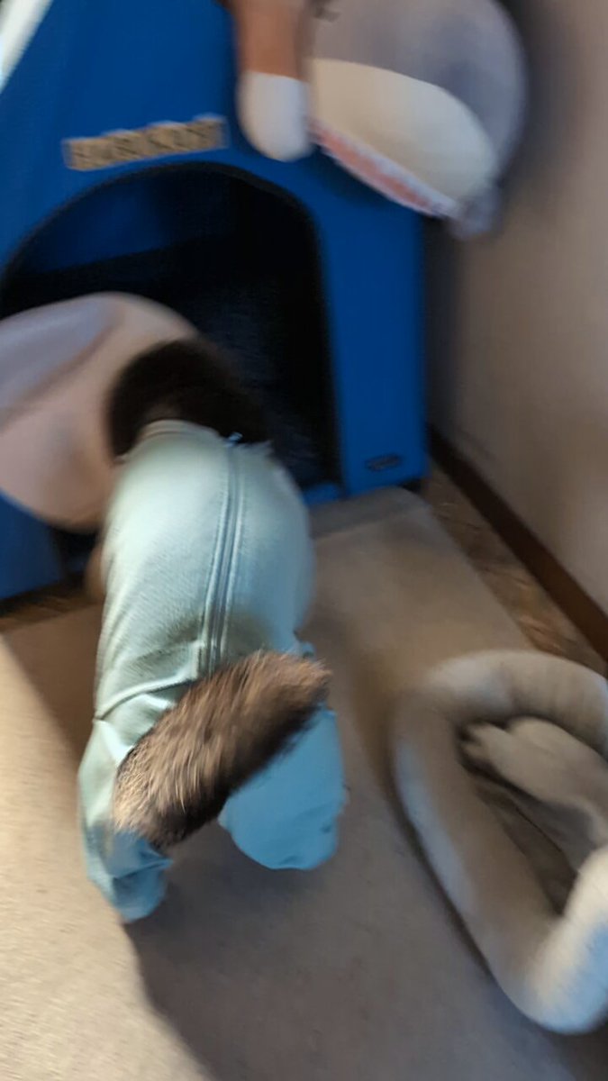 黒柴©️（感謝） なんだよ❗🐺 | Facebook