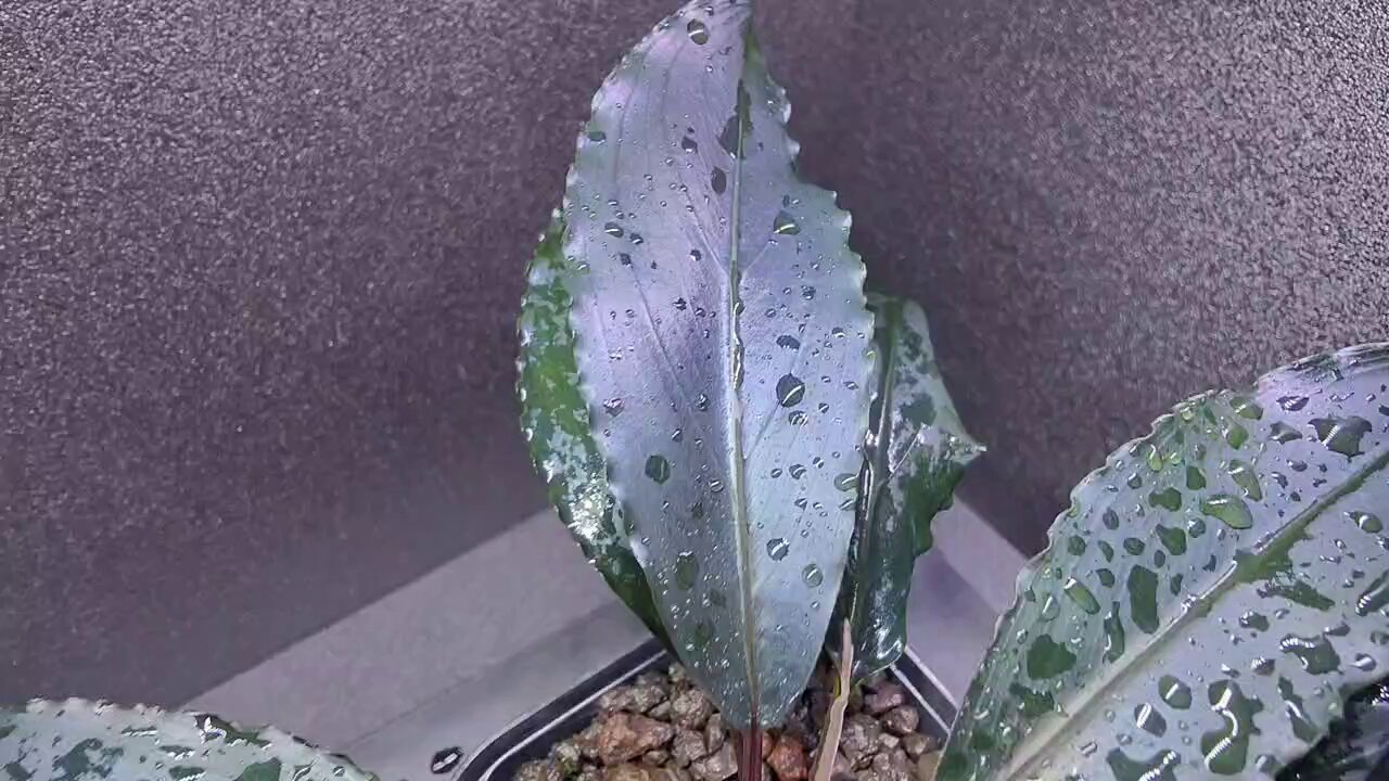 キボーデコ on X: 