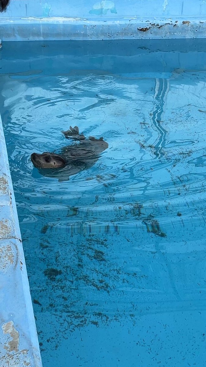 2024🦭
生後10日、1ヶ月、5ヶ月、8ヶ月 