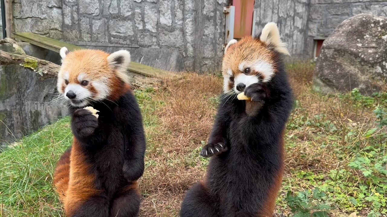 【レッサーパンダ】【2点まとめ】 シセンレッサーパンダ-Lite | ＠図鑑学