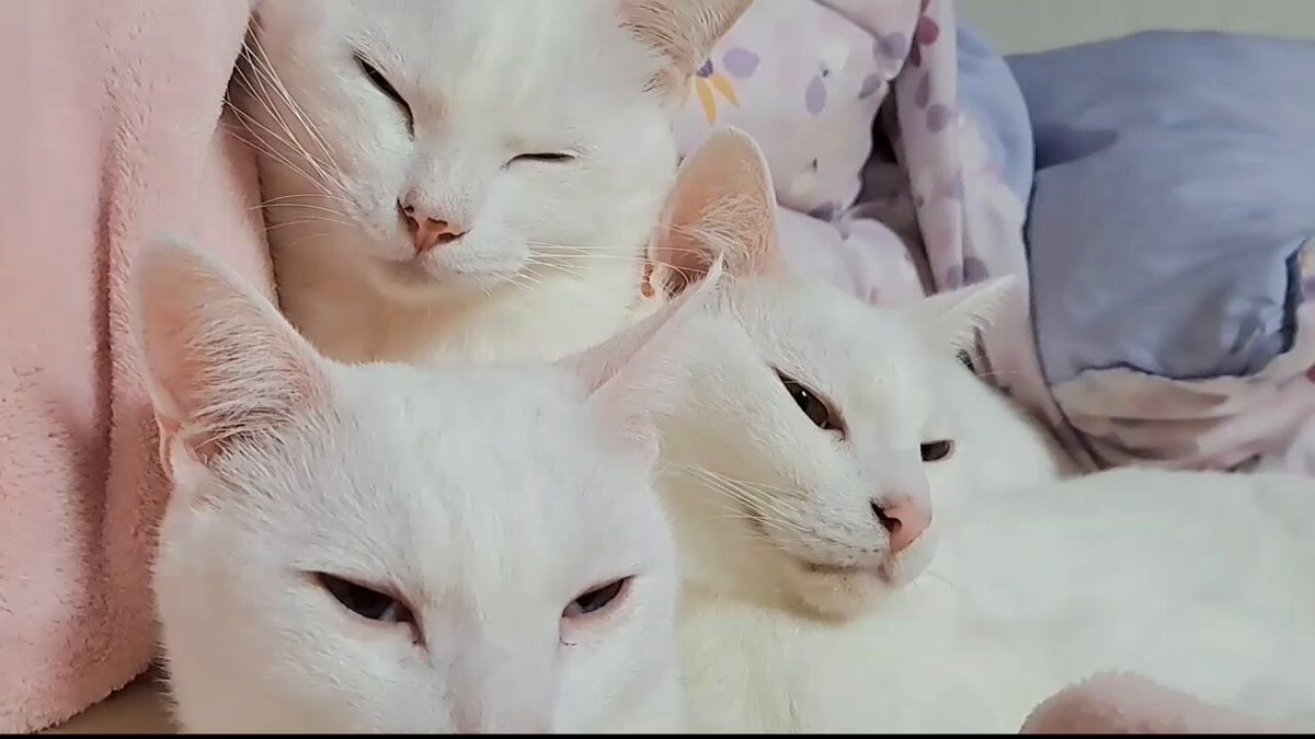 白猫好き しろねこおっどあい #かりん様 #ねこと #ねこ好き #しろねこさん