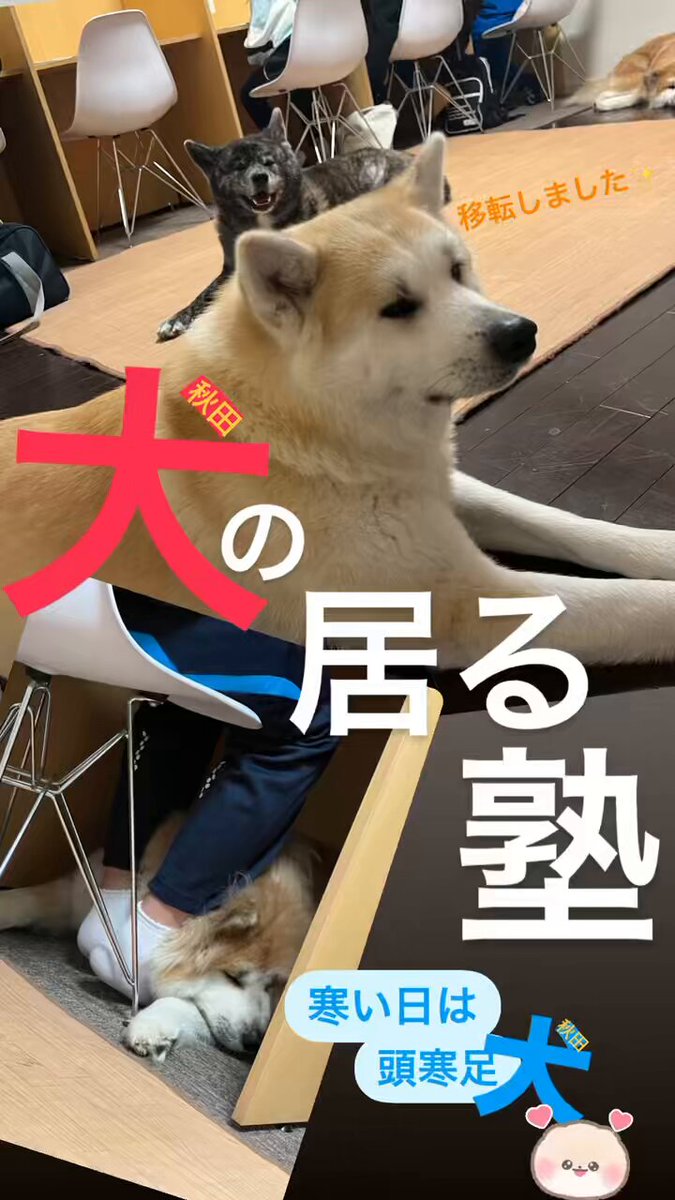 秋田犬の琥珀🐾永遠🐾希叶🐾🐾 (@SK57920481) / X