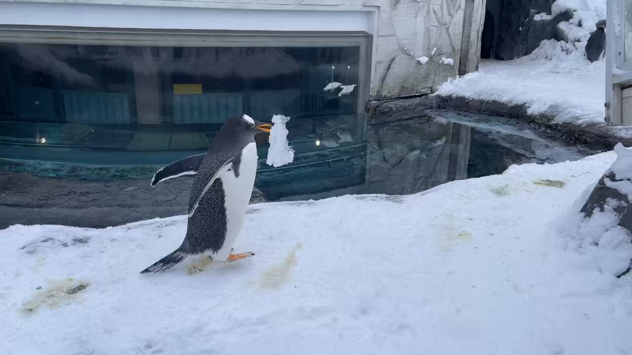 旭川市旭山動物園［公式］ on X: 