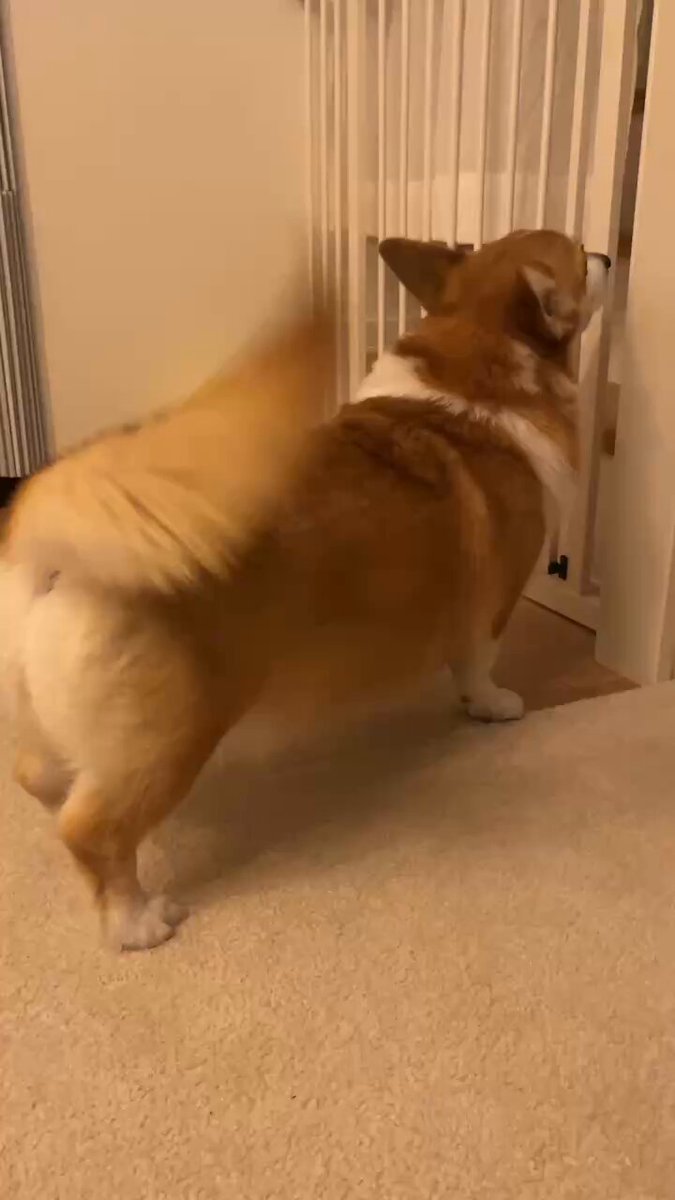 コーギー 楽天市場】ペットステッカー WELSH CORGI in CAR ウェルシュ