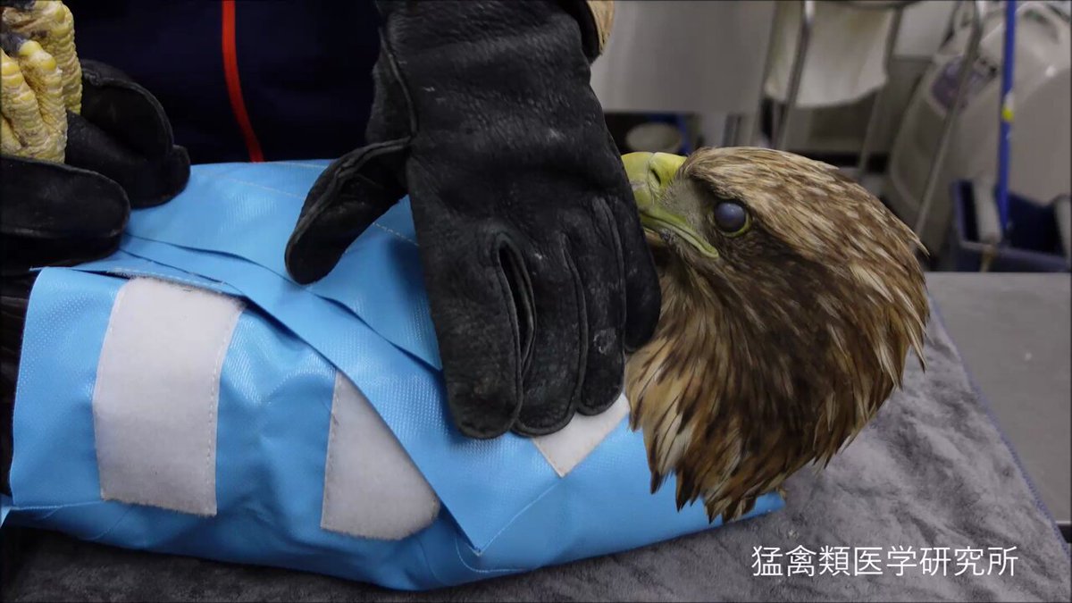 動物の感染症 身近に潜む感染症図鑑