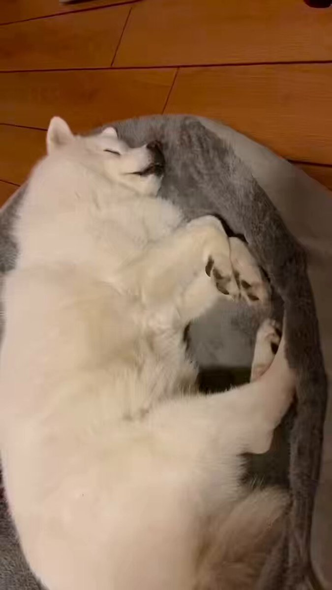 媒体预览