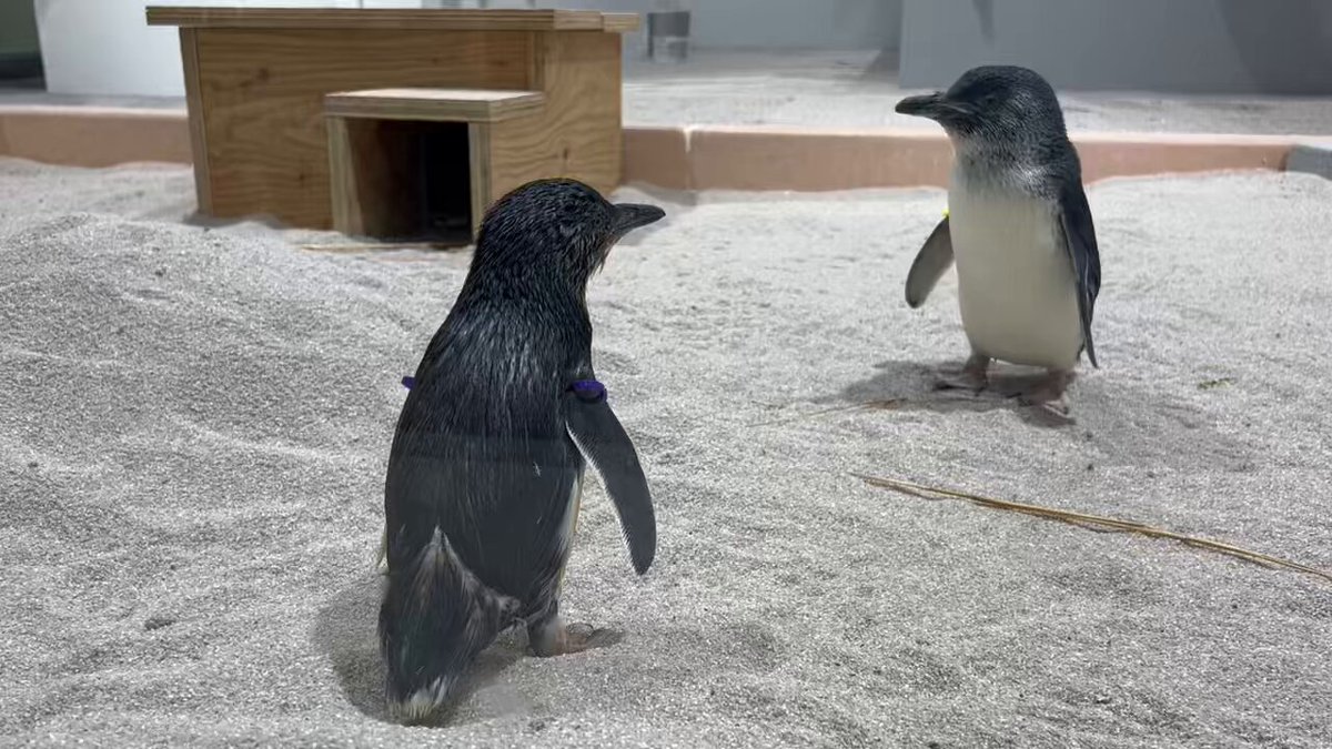 ペンギン．k 【プロフ一読下さい！】様！！ ダイブしなよ。 — それな…と感じていただけたら、ぜひフォロー