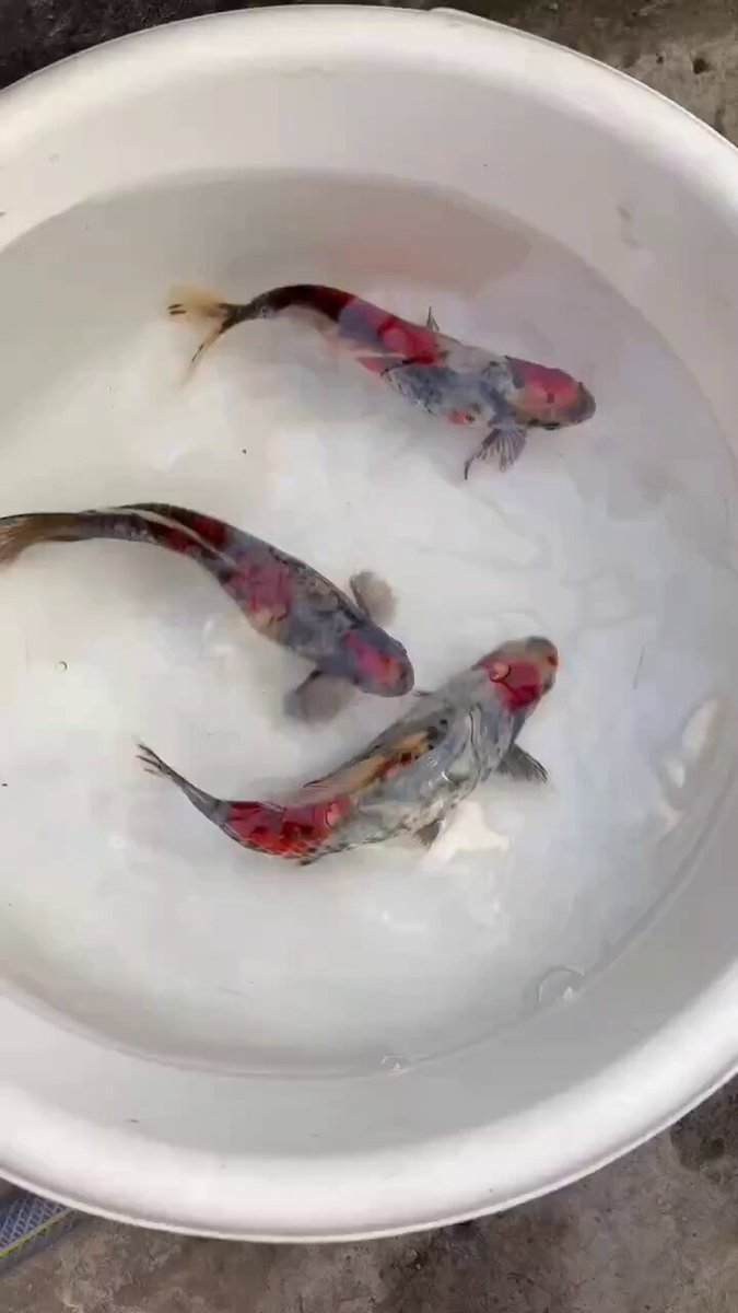金魚 リミックス@春日井店 熱帯魚 on X: 