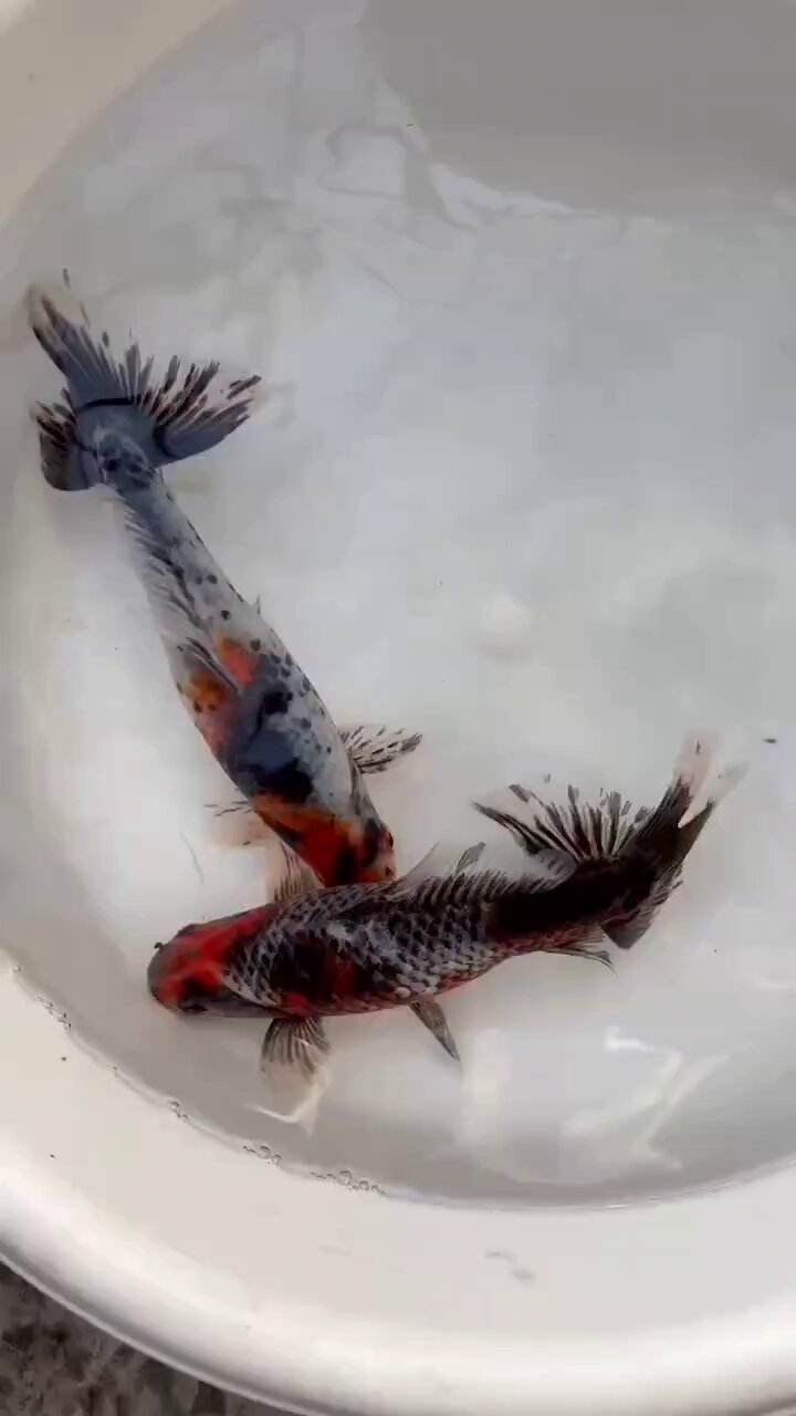 金魚 金魚元気 プロバイオパワーフード 沈下性70g<金魚フード