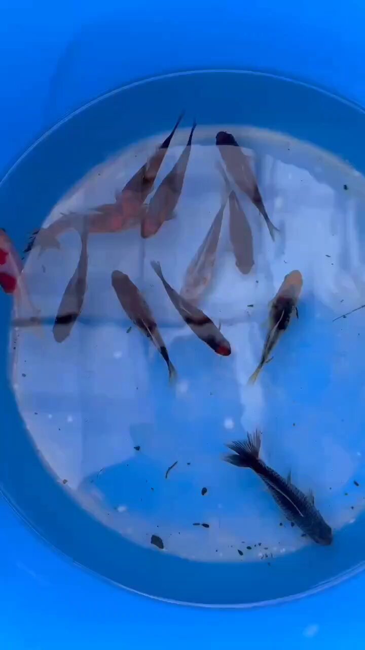 リミックス@春日井店 熱帯魚 on X: 