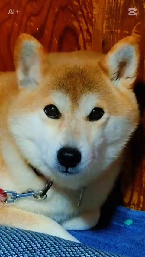 柴犬yuki@バイクlove (@yuki93378501) / Posts / X