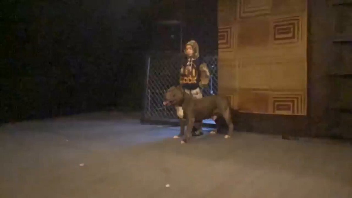 A trained pitbull was given the task of protecting the little boy. 