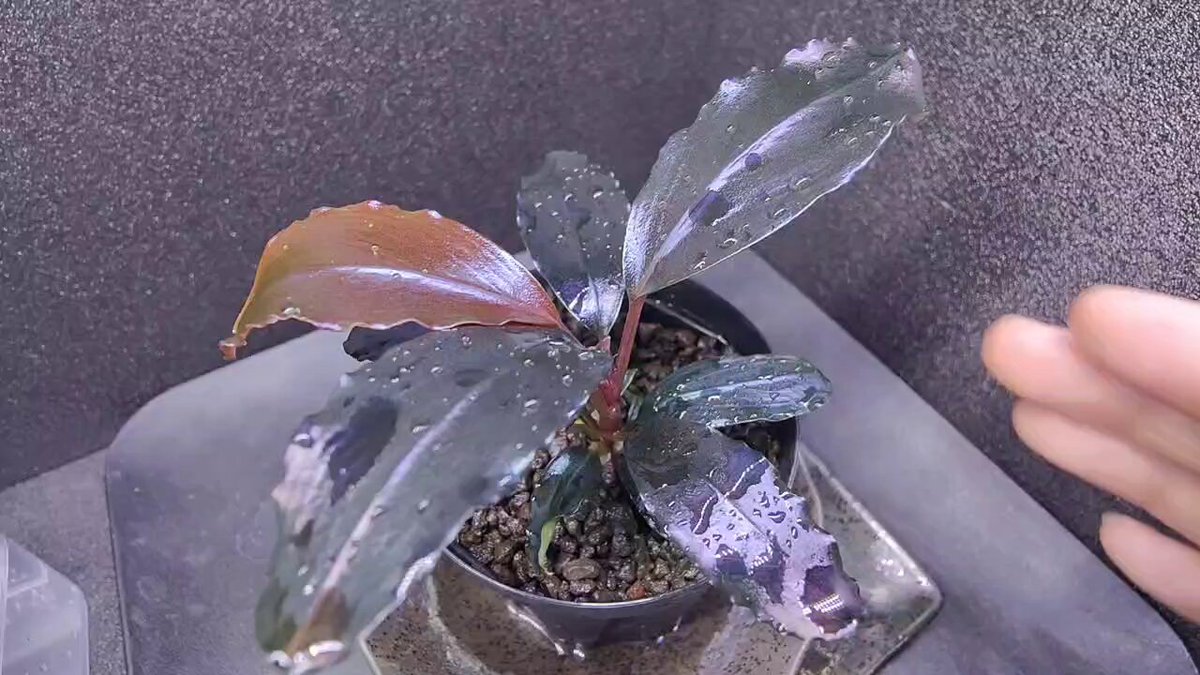 Bucephalandra motleyana 超紫(チョムラー)（1109
