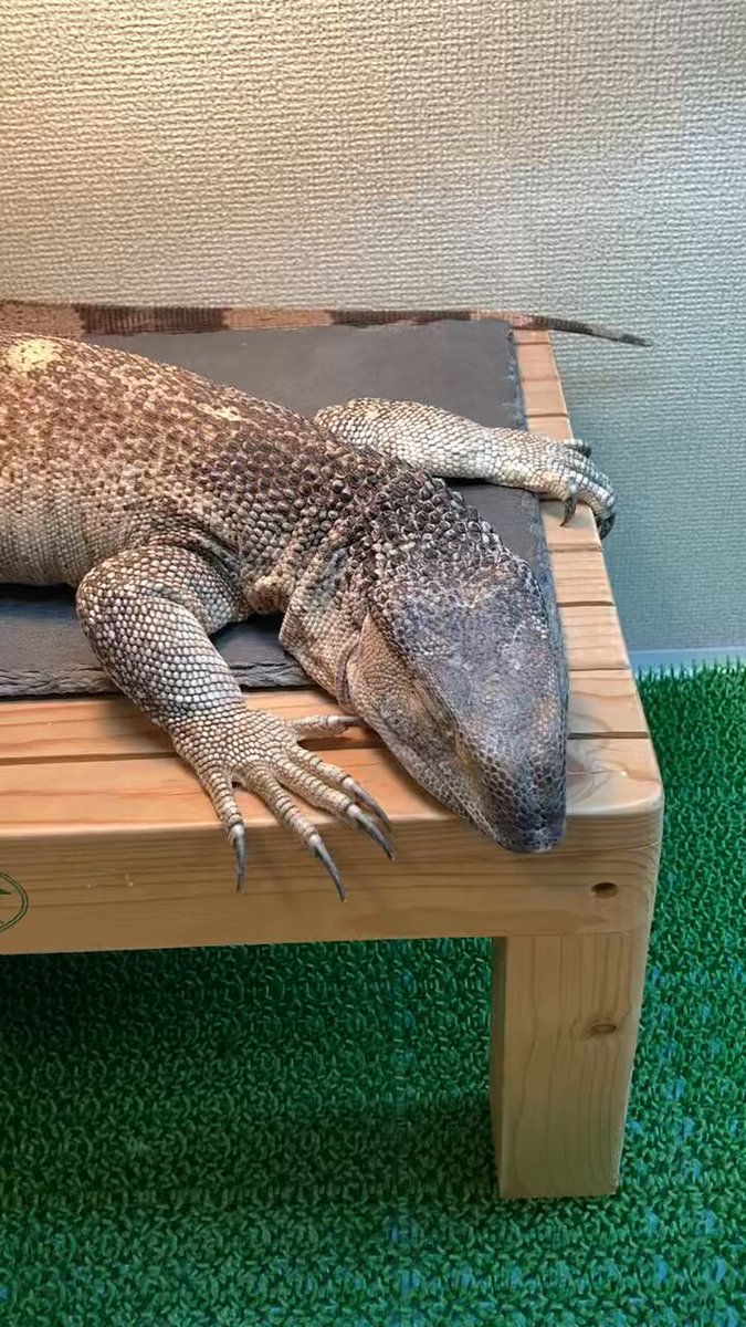 新品未開封　アフリカン・ロック アフリカンロックモニター 約1.2m、90cm、65cm 各飼い込み個体