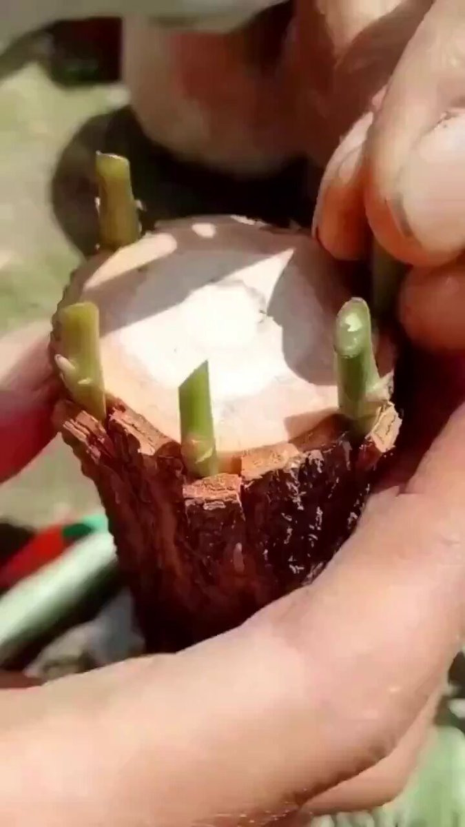 Turning a tree into a rose garden with the right grafting method. 