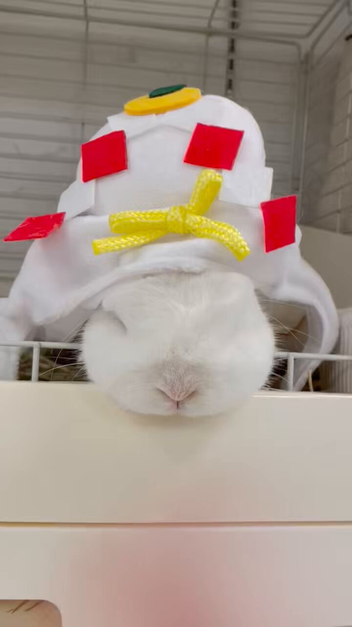 うさぎ 専 22NUqDb9_200x200.jpg